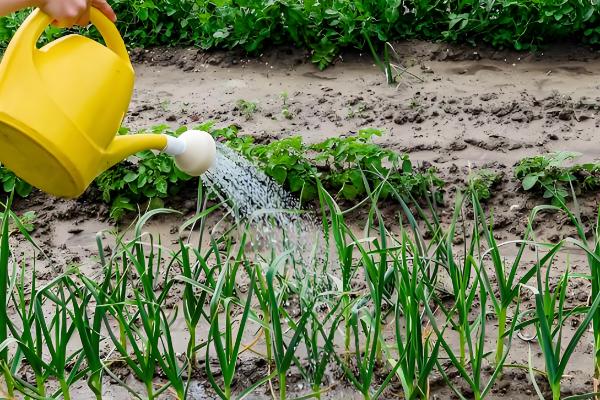 种大蒜需要哪些肥，可以撒有机肥、过磷酸钙等