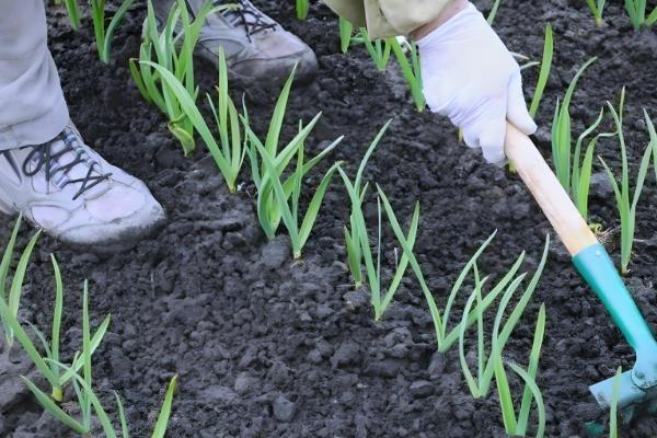 种大蒜需要哪些肥，可以撒有机肥、过磷酸钙等