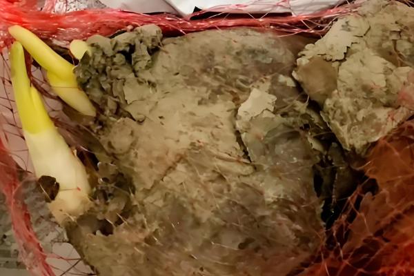 水仙花的球茎选大还是选小，大球茎复花的可能性更大