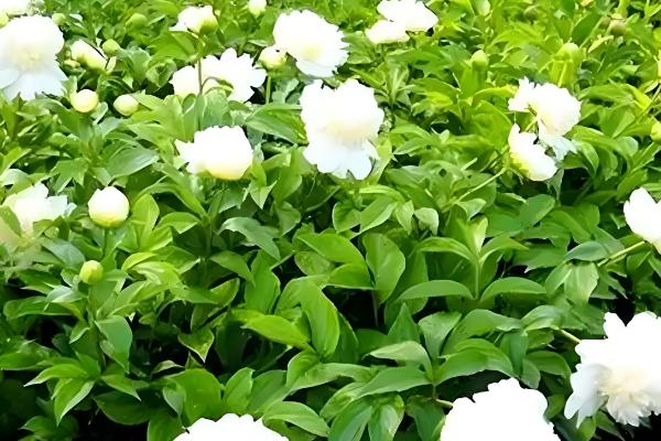 种植白芍的收益,年均亩收入为6000-7000元左右