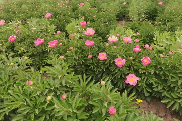 种植白芍的收益,年均亩收入为6000-7000元左右