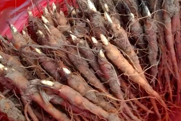 种植白芍的收益,年均亩收入为6000-7000元左右