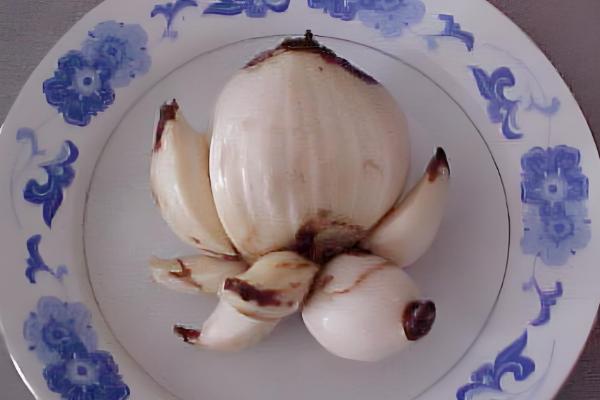 水仙花的球茎选大还是选小，大球茎复花的可能性更大