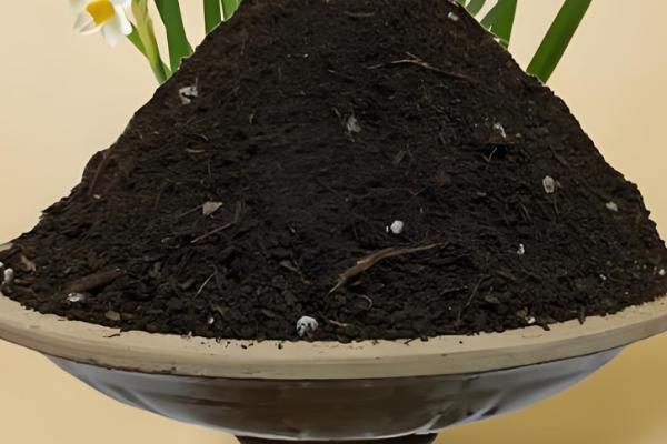 水仙花的球茎选大还是选小，大球茎复花的可能性更大