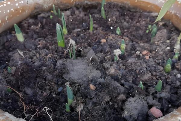 水仙花的球茎选大还是选小，大球茎复花的可能性更大