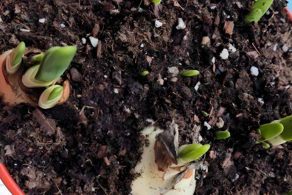 水仙花的球茎选大还是选小，大球茎复花的可能性更大