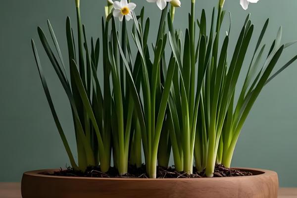 水仙花的球茎选大还是选小，大球茎复花的可能性更大