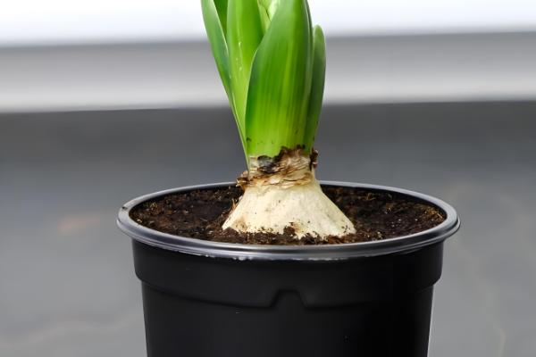 水仙花的球茎选大还是选小，大球茎复花的可能性更大