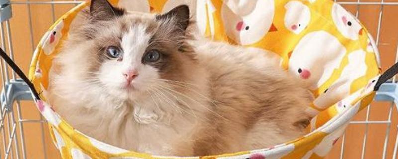 怎么清除猫的尿骚味，根据发生原因采取对应措施