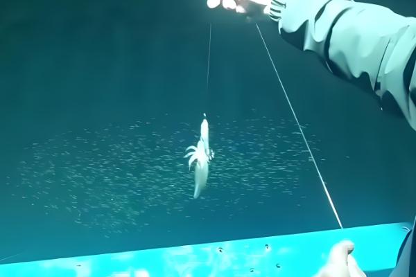为什么要在鱿鱼船上面钓鱿鱼，生活在深海中无法进行岸钓