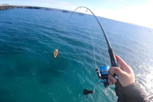 为什么要在鱿鱼船上面钓鱿鱼，生活在深海中无法进行岸钓