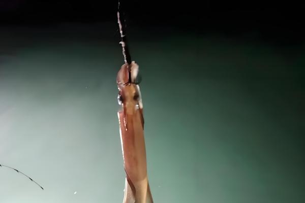 为什么要在鱿鱼船上面钓鱿鱼，生活在深海中无法进行岸钓