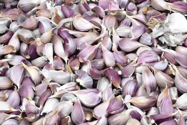 红头蒜苗种子的播种方法,发芽的适宜温度为20℃左右