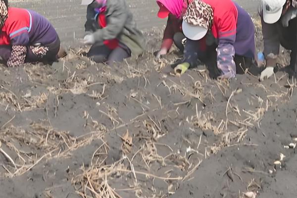 红头蒜苗种子的播种方法,发芽的适宜温度为20℃左右