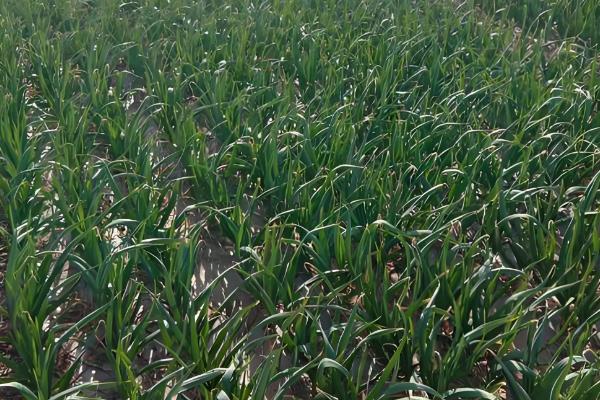 红头蒜苗种子的播种方法,发芽的适宜温度为20℃左右