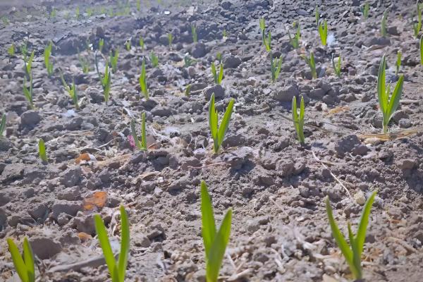 红头蒜苗种子的播种方法,发芽的适宜温度为20℃左右
