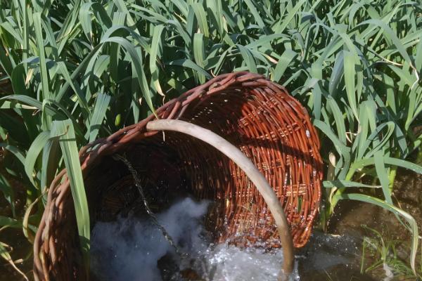 红头蒜苗种子的播种方法,发芽的适宜温度为20℃左右