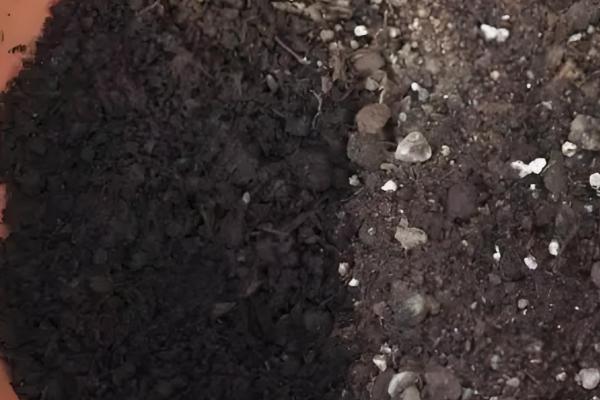 墨兰花怎么养殖，定期换盆可让植株健康生长