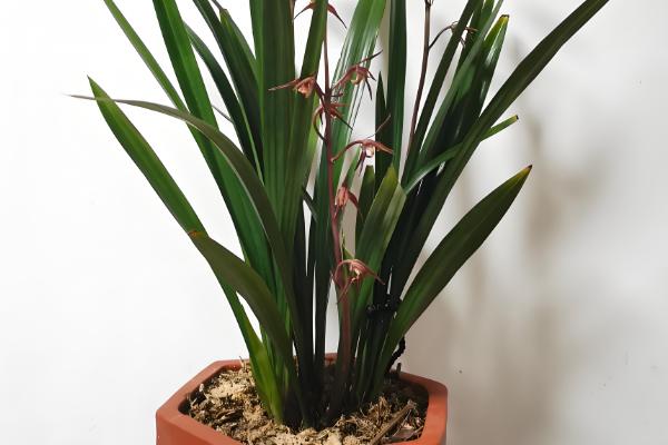 墨兰花怎么养殖，定期换盆可让植株健康生长