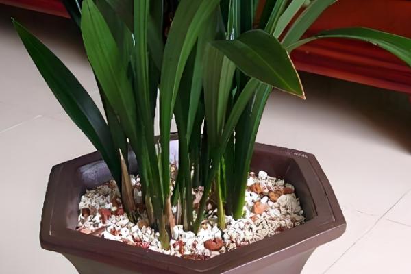 墨兰花怎么养殖，定期换盆可让植株健康生长