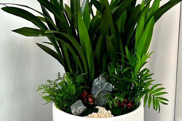 墨兰花怎么养殖，定期换盆可让植株健康生长