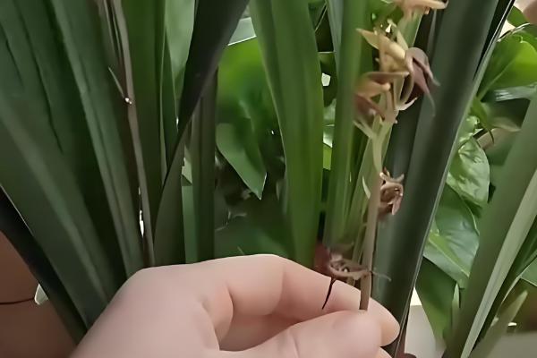 墨兰花怎么养殖，定期换盆可让植株健康生长