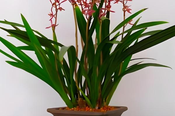 墨兰花怎么养殖，定期换盆可让植株健康生长