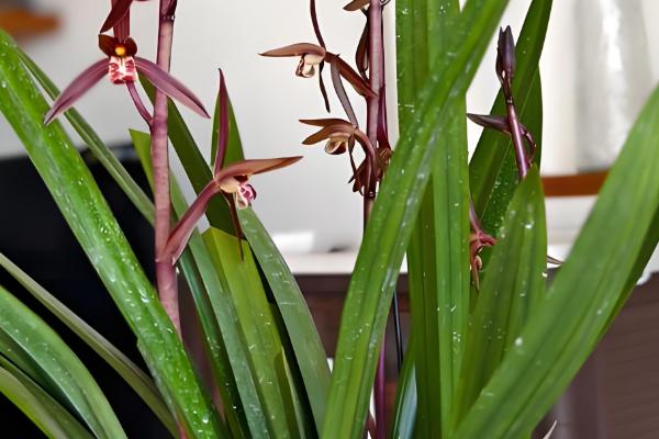 墨兰花怎么养殖，定期换盆可让植株健康生长