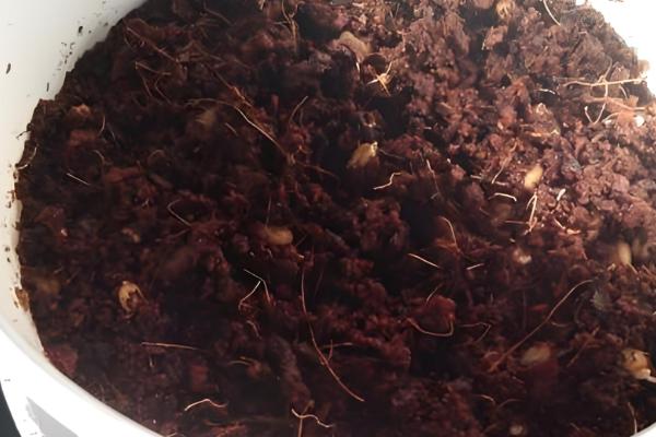 荷包牡丹的种植时间,在10月份左右种植成活率最高