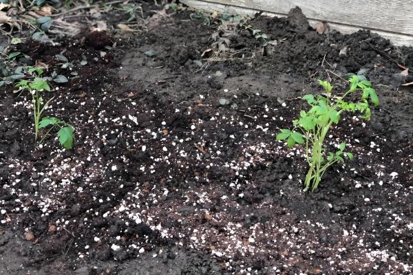 荷包牡丹的种植时间,在10月份左右种植成活率最高