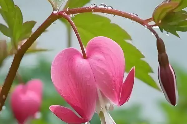 荷包牡丹的种植时间,在10月份左右种植成活率最高