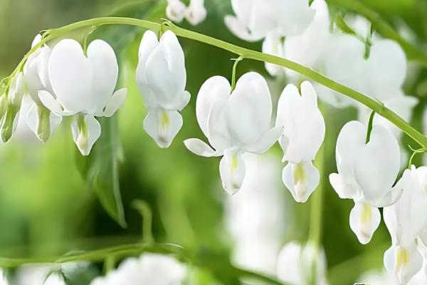 荷包牡丹的种植时间,在10月份左右种植成活率最高