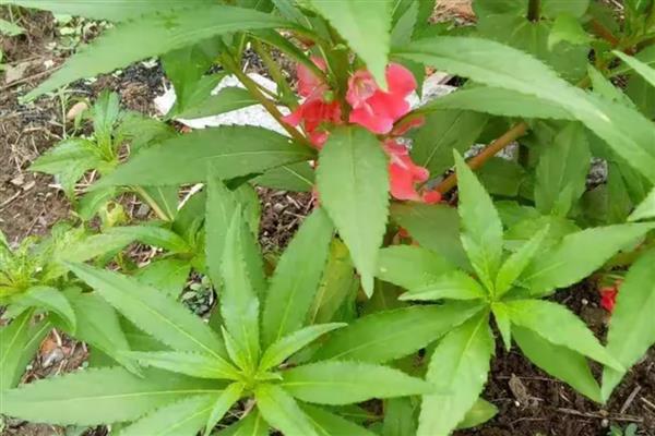 凤仙怎么浇水，需要每周浇水1-2次