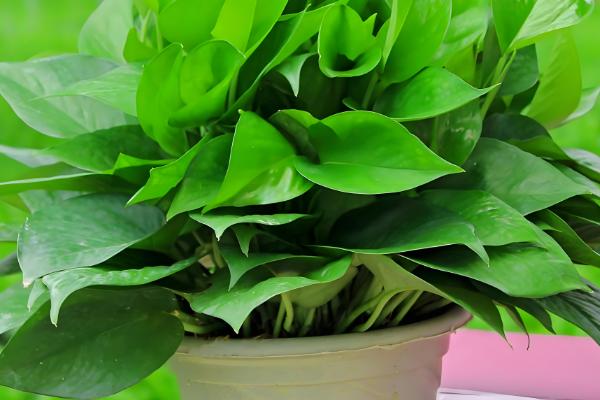 新房放什么植物可以去甲醛，可以放绿萝、芦荟等