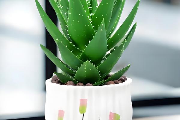 新房放什么植物可以去甲醛，可以放绿萝、芦荟等