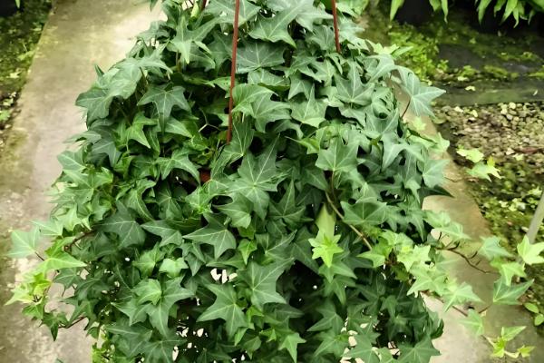 新房放什么植物可以去甲醛，可以放绿萝、芦荟等