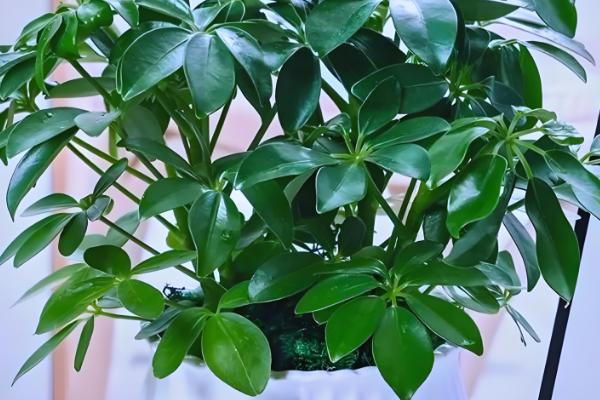 新房放什么植物可以去甲醛，可以放绿萝、芦荟等