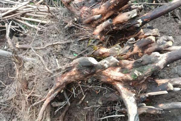 生桩与熟桩的区别，修剪状况和发根程度均不同