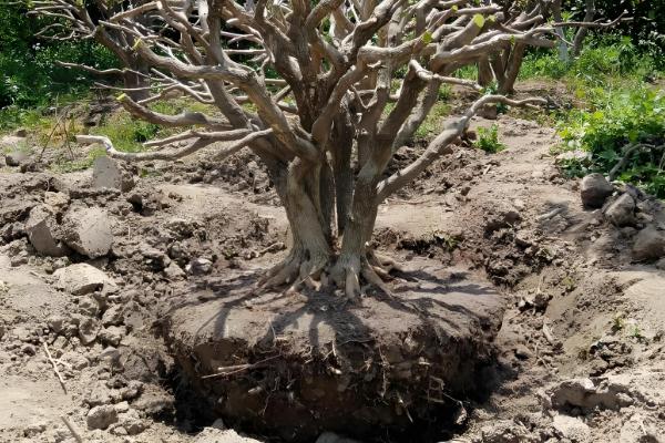 生桩与熟桩的区别，修剪状况和发根程度均不同