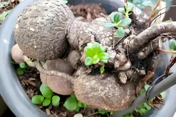 生桩与熟桩的区别，修剪状况和发根程度均不同