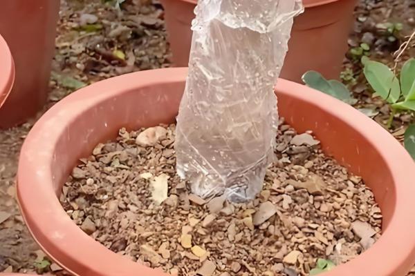 生桩与熟桩的区别，修剪状况和发根程度均不同