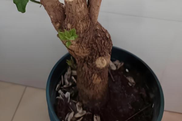 生桩与熟桩的区别，修剪状况和发根程度均不同