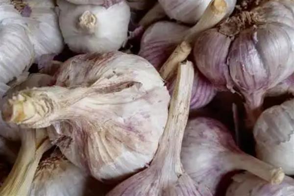 大蒜如何存储，存储之前进行晾晒