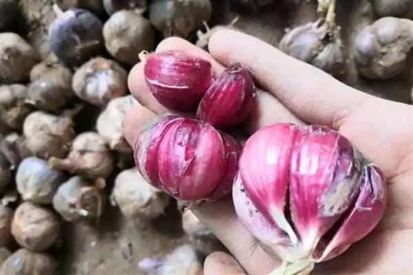 大蒜如何存储，存储之前进行晾晒