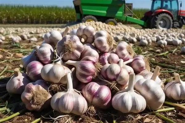 大蒜如何存储，存储之前进行晾晒