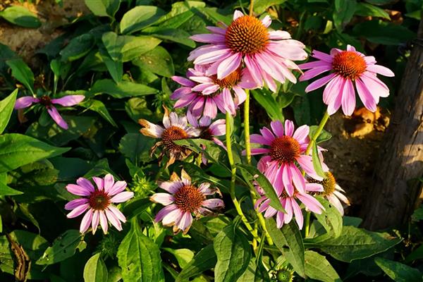 松果菊要不要打顶吗，是要进行打顶的