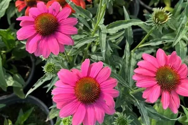 松果菊要不要打顶吗，是要进行打顶的