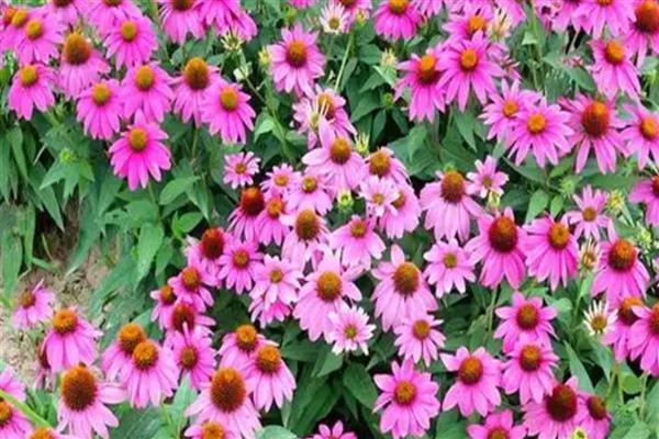 松果菊要不要打顶吗，是要进行打顶的