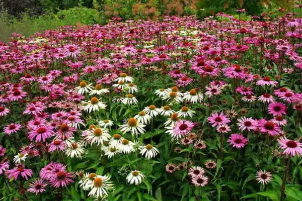 松果菊要不要打顶吗，是要进行打顶的