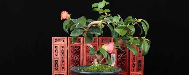 移栽茶梅要注意什么，在10月份移栽可提高成活率